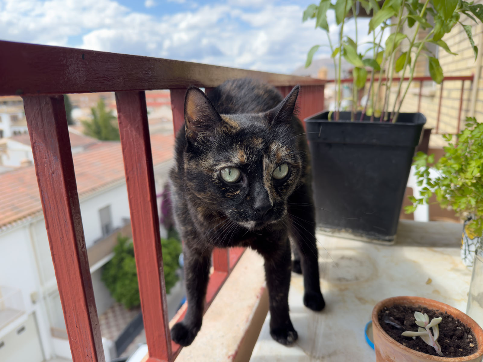 独身寮の黒猫