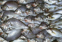 Mercado de pescado de Málaga