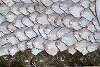 Mercado de pescado de Málaga