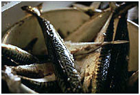 Mercado de pescado de Málaga