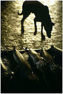 Mercado de pescado de Málaga