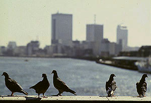 Revista Tsukiji