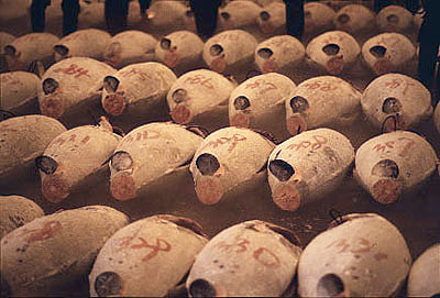 Mercado de Tsukiji