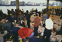 Mercado de Tsukiji