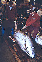 Mercado de Tsukiji