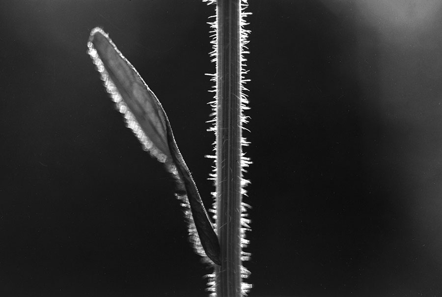 “混合蔬菜”
