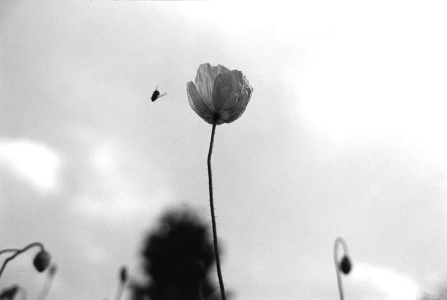 “混合蔬菜”