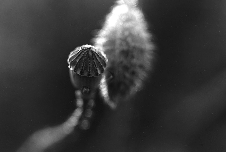 “混合蔬菜”