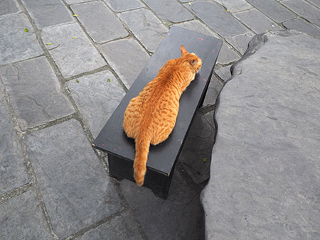 野良猫